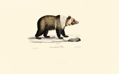 Syrisk brunbjörn (Ursus arctos syriacus)