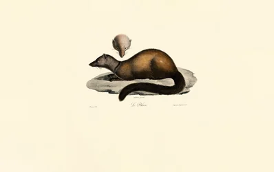 Tayra och Ferret
