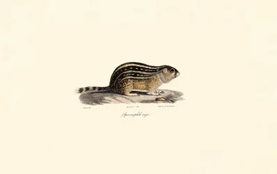 Trettonhövdad jordekorre