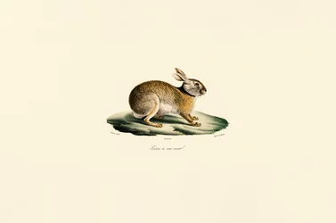 Tolaifälthare (svarthalsad hare)