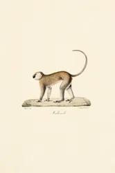 Vervetapa (Malbrouck)
