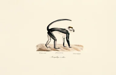 Mangabey med vit krage (Cercocebus torquatus)