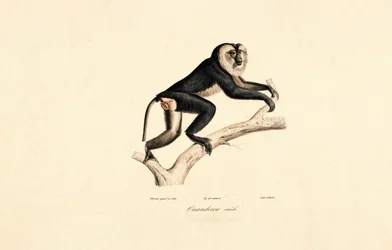 Mangabey med vit krage (hane)