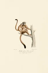Vitkronad Mangabey med unge