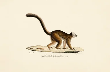 Vitbröstad brun lemur Hane