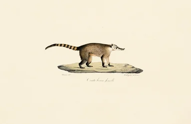 Coati med vit näsa (hona)