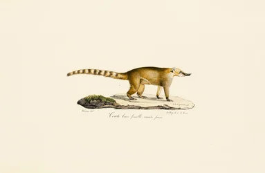 White-nosed Coati (hona, ljusare variant)