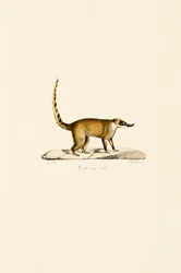 Vitnosad Coati (hane)
