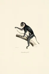 Vitskuldrad marmoset (hona)