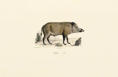 Vildsvin