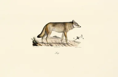 Varg (Canis lupus)