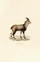 Ung hane av alpin stenbock