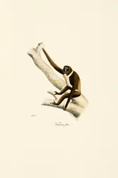 Ung vithandad gibbon (Hylobates lar)