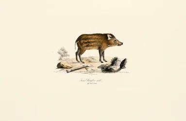 Ungt vildsvin