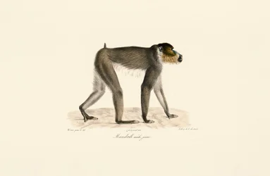 Ung hane Mandrill