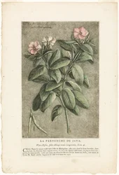 The Periwinkle of Java, från Collection of Usual, Curious, and Foreign Plants (samling av vanliga, märkliga och utländska växter)