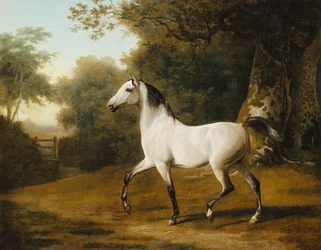 En grå arabisk hingst i ett skogslandskap,