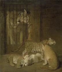 Grupp valpar som fötts upp mellan ett lejon och en tiger