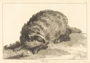 Blereau (grävling)