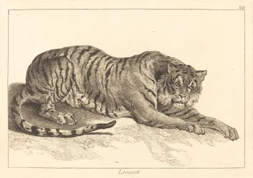 Leopard (Leopard eller Tiger)