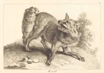 Renard (räv)