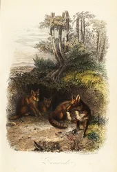 Familj av rödräv, Vulpes vulpes, utanför en håla