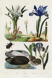 Iris, mussla och skalbagge.