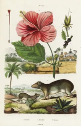 Rock cavy och kinesisk hibiskus.