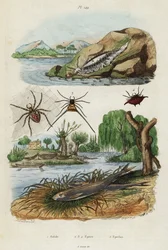 Havssnigel, trädgårdsspindel och europeisk lukt., 1834-1839 (gravyr)