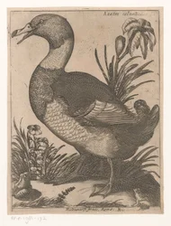 A D Anatra Saluatica (titel på objekt) Nine Birds (serietitel)