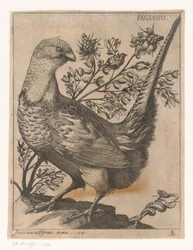 Fasan Fagiano (titel på objekt) Nine Birds (serietitel)