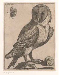 kattuggla Barbagianni (titel på objekt) Nine Birds (serietitel)
