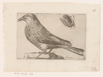 Stare (Sturnus vulgaris) Annullering (titel på objekt) Fåglar (serietitel)