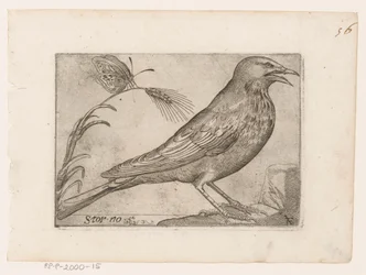 Stare (Sturnus vulgaris) Storno (titel på objekt) Fåglar (serietitel)