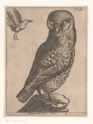 Liten uggla Civetta (titel på objekt) Nine Birds (serietitel)
