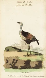 Älska Gud Heron, Aga Mia Älska Gud