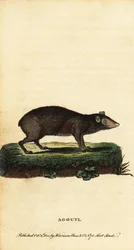 Agouti, Dasyprocta-art. ,1800 (gravyr)