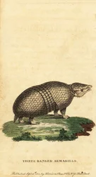 Brasiliansk trebandad bältdjur, Tolypeutes tricinctus, 1800 (gravyr)