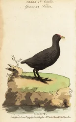 Sothöns, Fulica atra