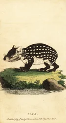 Lowland paca eller fläckig paca, Cuniculus paca., 1800 (gravyr)