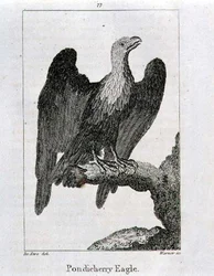 Pondicherry Eagle, ur "History of the Earth and Animated Nature" av Oliver Goldsmith, utgiven i London.