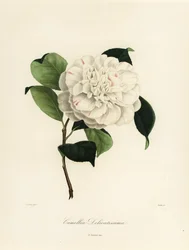 Sorten Camellia japonica, Camellia delicatissima