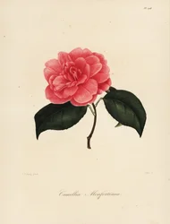 Sorten Camellia japonica, Camellia monfortiana