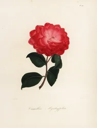 Sorten Camellia japonica, Camellia myrthyfolia