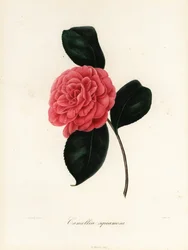 Sorten Camellia japonica, Camellia squamosa eller Camellia squammosa