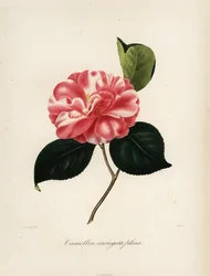 Sorten Camellia japonica, Camellia variegata plena