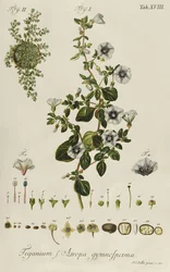 Convolvulus: Teganius f. Atropa gymnosperma från "Rare Plants"