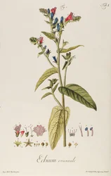 Echium: Orientale från "Plant Icons", ca 1763 (gravyr)