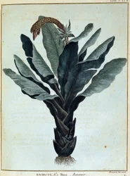 Banan - i "Journey to Nubia and Abyssinia undertaken to discover the sources of the Nile during the years 1768 to 1772", av James Bruce, vol. 1, Paris.