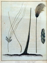 Cyperus papyrus, Egyptens stam - i "" Resan till Nubien och Abessinien för att upptäcka Nilens källor under åren 1768 till 1772", av James Bruce, vol. 1, Paris